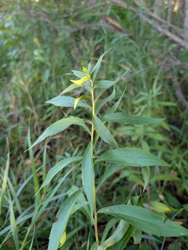 Elegant Goldenrod
