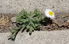 Erigeron tracyi