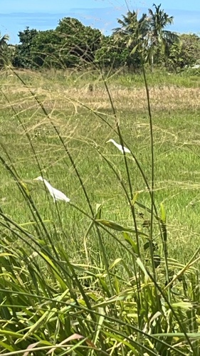 iNaturalist image