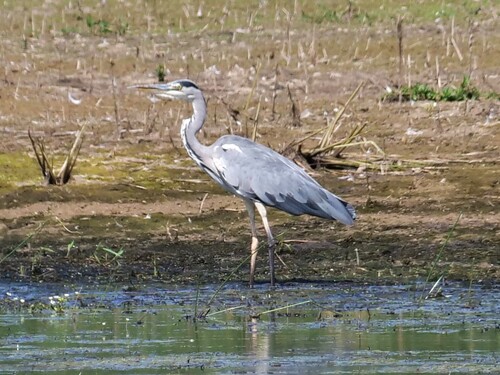 iNaturalist: (c) avaw731, some rights reserved (CC BY-NC) iNaturalist image