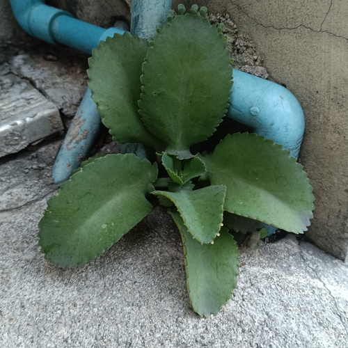 Mother of Thousands
