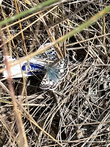 Common Checkered-Skipper