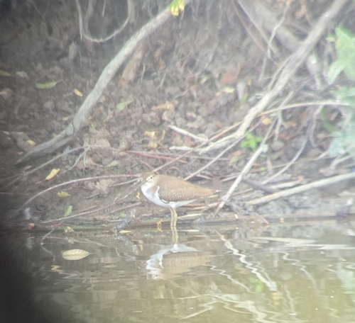 iNaturalist image