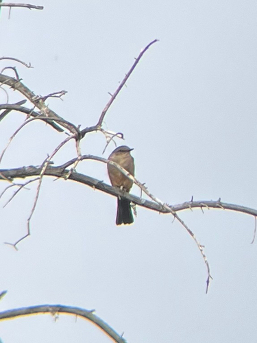 Say's Phoebe