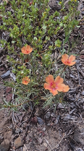 shrubby purslane