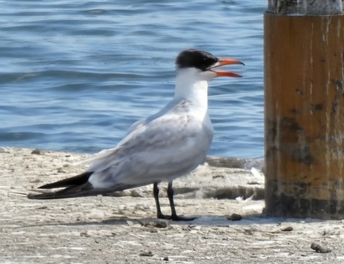 iNaturalist image
