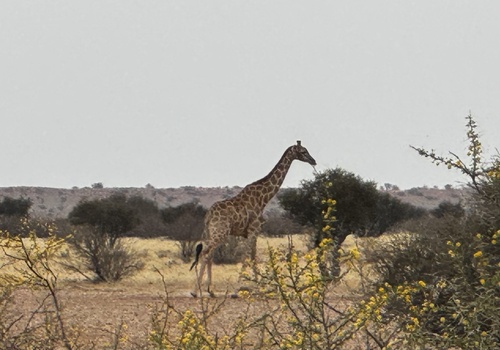Angolan giraffe