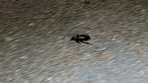 iNaturalist observation photo of Black Burying Beetle