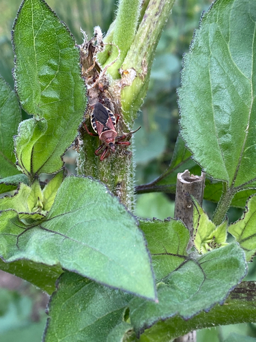 Plains Bee Assassin