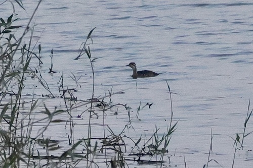 iNaturalist image