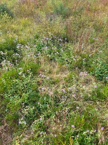 Eurybia spectabilis