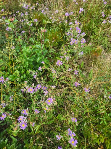 Eurybia spectabilis, photograph 2