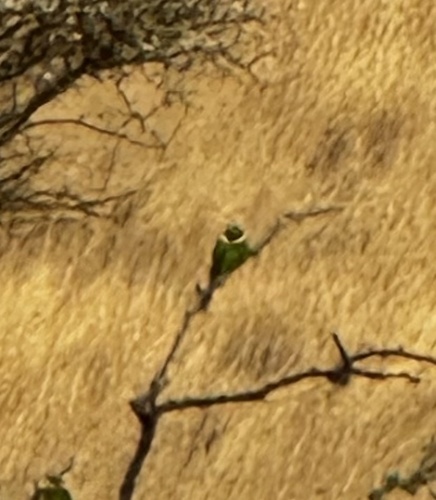 Swallow-tailed Bee-eater