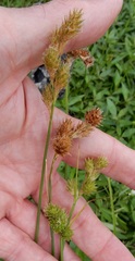 Carex brevior