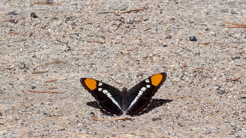 iNaturalist observation photo of California Sister