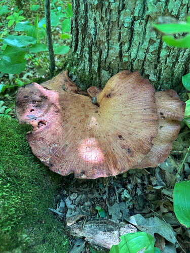 Fistulina americana