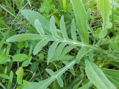 Knautia arvensis