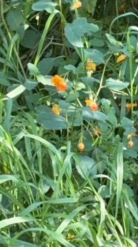 common jewelweed
