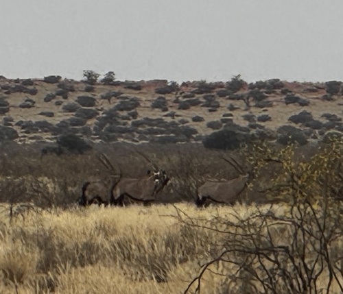 Gemsbok