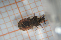 Aradus depressus