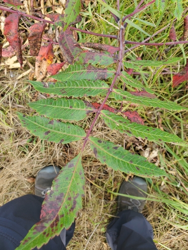 smooth sumac
