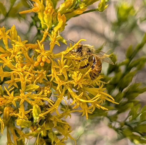 iNaturalist observation photo of Western Honey Bee