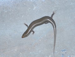Chalcides polylepis