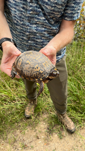 Eastern Box Turtle