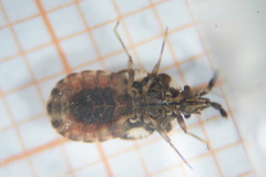 Aradus depressus