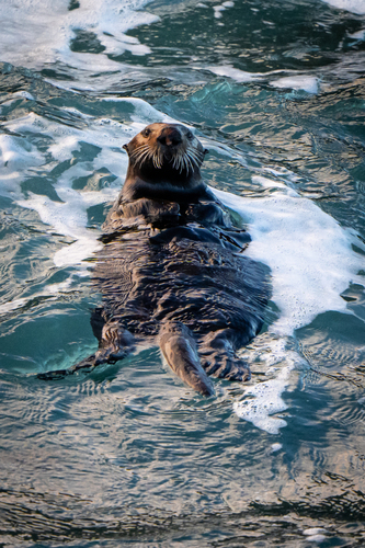 Sea Otter, photo 2 of 10