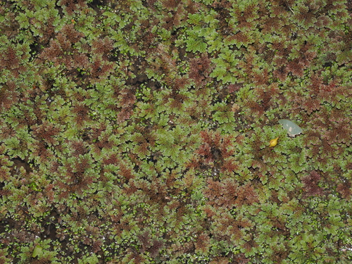 Azolla rubra, photograph 1