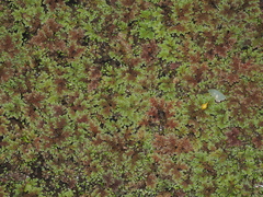 (c) Lucas Christofides, some rights reserved (CC BY) Azolla rubra, photograph (c) Lucas Christofides, some rights reserved (CC BY)