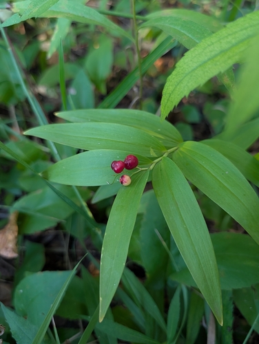 star-flowered lily-of-the-valley