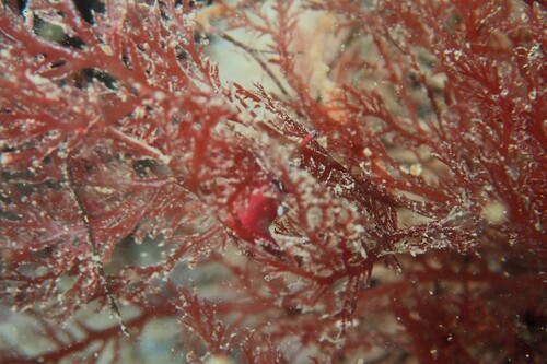 Aplysia punctata, 2026-09-09