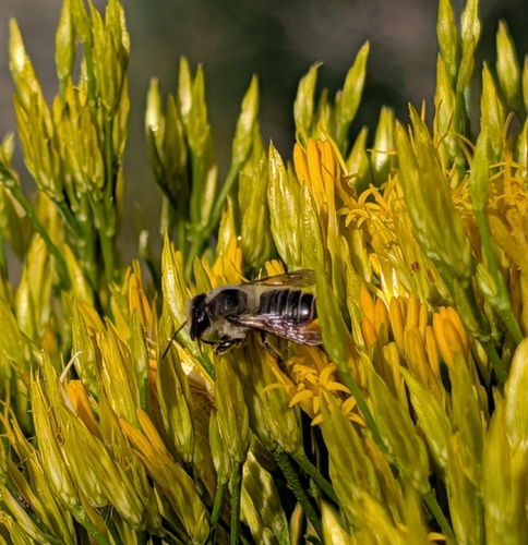 iNaturalist observation photo of Western Leafcutter Bee