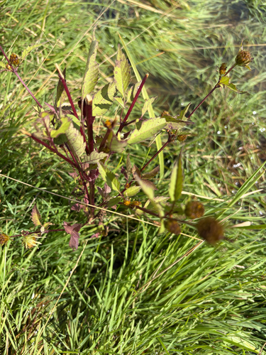 Devil's Beggarticks
