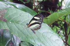 Pteronymia aletta lilla