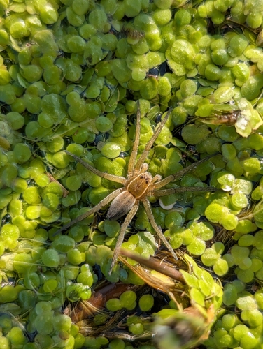 Six-spotted Fishing Spider