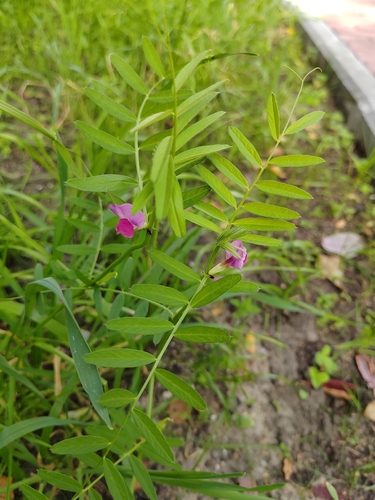Lathyrus palustris, photograph 3