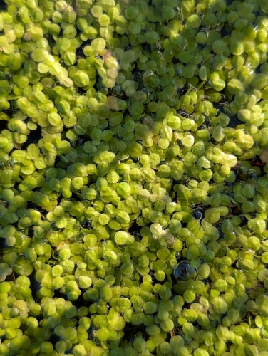 turion duckweed