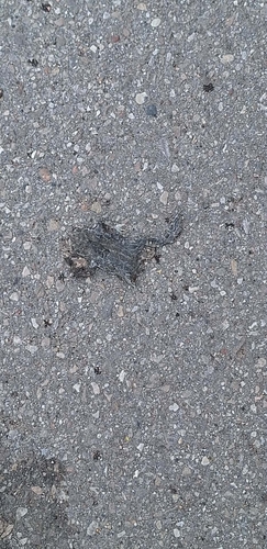 Green Toad