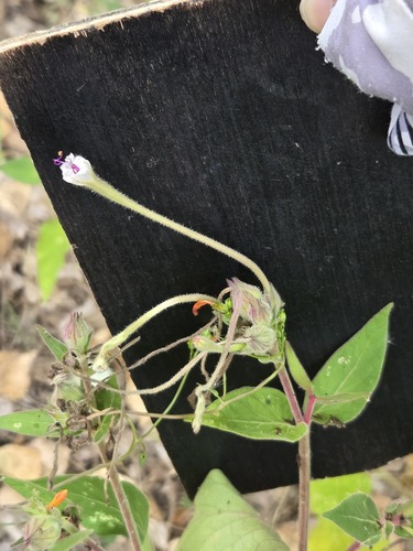 Mirabilis longiflora, photograph 5