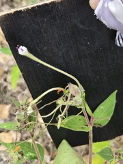 Mirabilis longiflora, photograph (c) Jo Roberts, some rights reserved (CC BY)