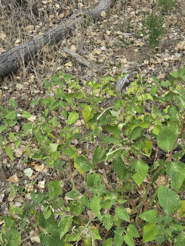 Mirabilis longiflora, photograph 6