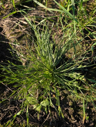 Toad rush