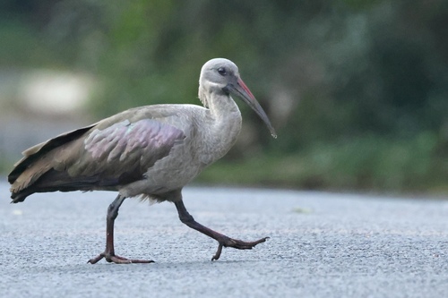 iNaturalist image