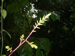 Guzmania rhonhofiana