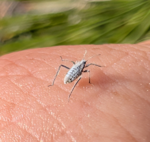 iNaturalist observation photo of pine needle aphid