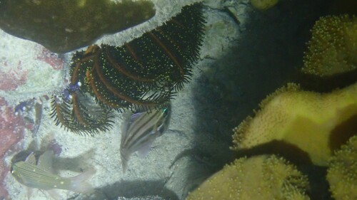 Ostorhinchus taeniophorus observed 2026-01-29
