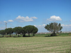 Pinus pinea, photograph (c) zebedeugalinha, some rights reserved (CC BY)